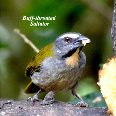 Buff-throated Saltator